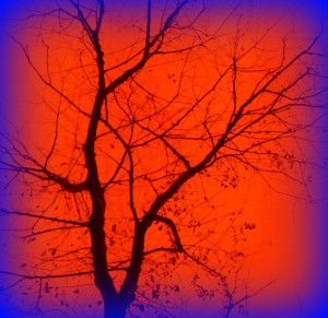 CENTRAL TREE VIGNETTE
